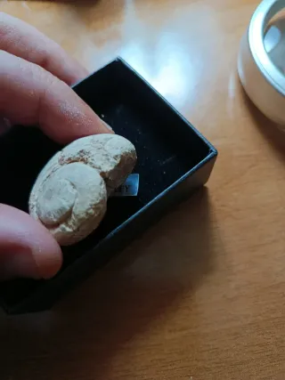 Fósil Marino Caracola