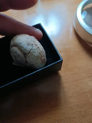 Fósil Marino Caracola