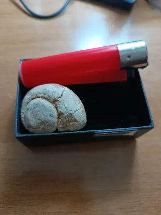 Fósil Marino Caracola