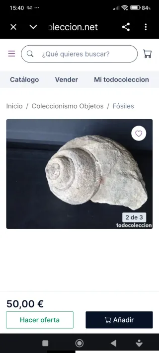 Fósil Marino Caracola