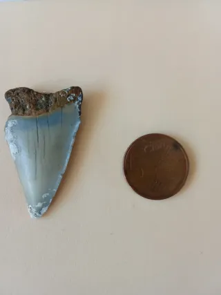 Diente Fósil Isurus Hastalis 4 cm