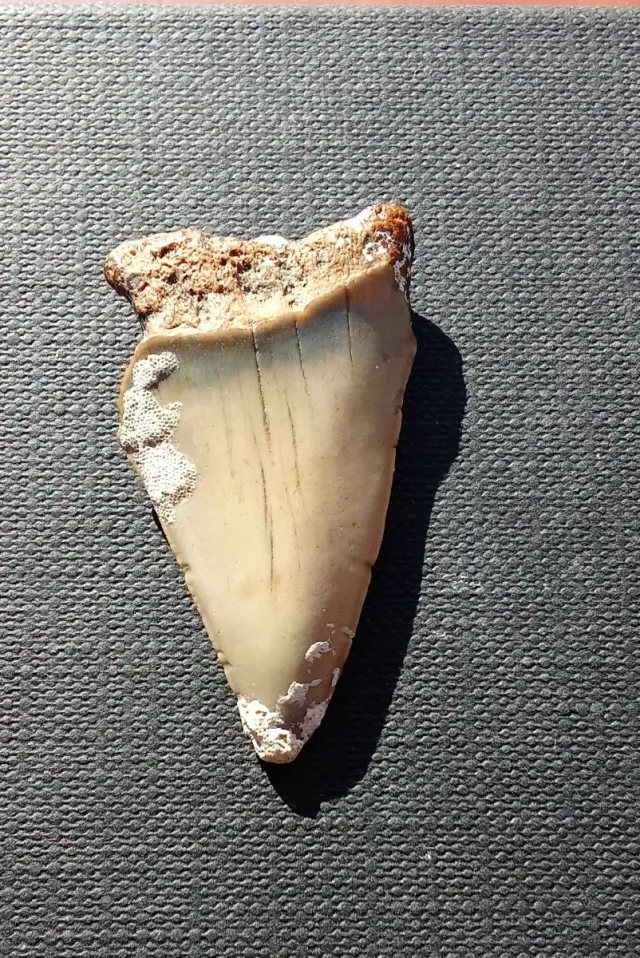 Diente Fósil Isurus Hastalis 4 cm