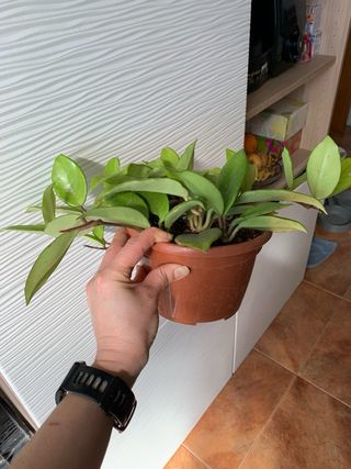 Hoya Carnosa Flor de Cera Planta