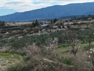 Terreno Rustico paraje los Barrancos (Murcia)