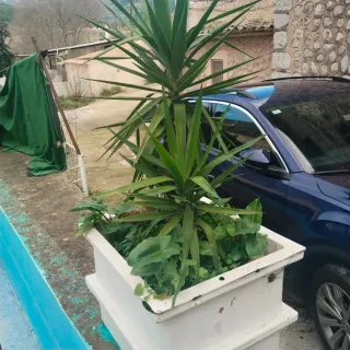Plantas cactus y otras