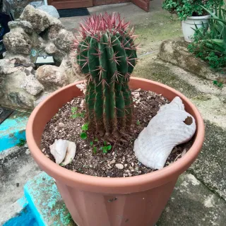 Plantas cactus y otras