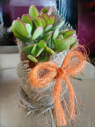 Coppia Piante Grasse in juta con fiocco arancione