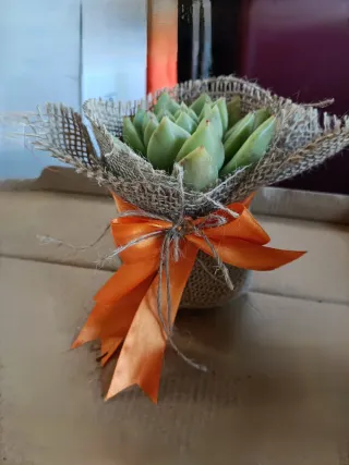 Coppia Piante Grasse in juta con fiocco arancione