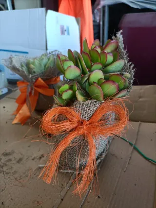 Coppia Piante Grasse in juta con fiocco arancione