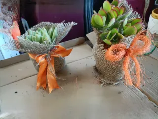 Coppia Piante Grasse in juta con fiocco arancione