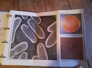 Guía Bacteriológica ilustrada - DISTA, S.A.E. & LI