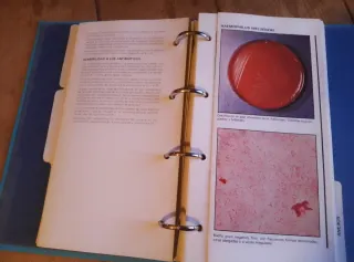 Guía Bacteriológica ilustrada - DISTA, S.A.E. & LI