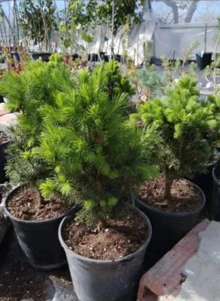 Planta Pícea Glauca