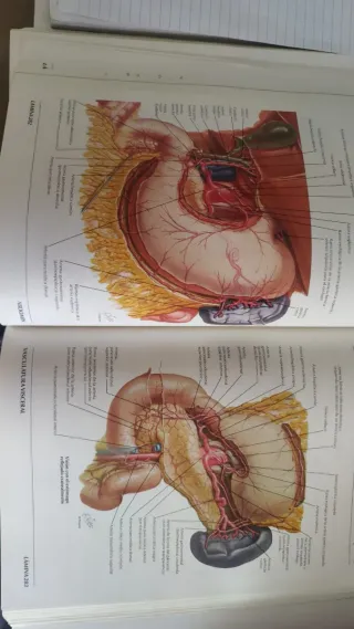 Atlas de Anatomia Humana