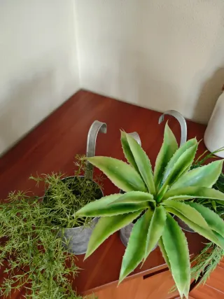 Colgantes Maceteros con Plantas Plástico