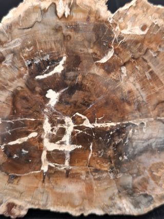 Fragmento Xilopalo Madera Fosil