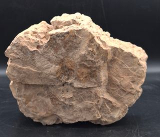 Fragmento Xilopalo Madera Fosil