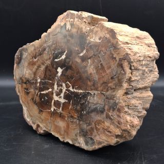 Fragmento Xilopalo Madera Fosil