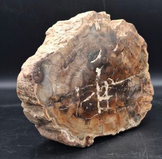 Fragmento Xilopalo Madera Fosil