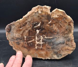 Fragmento Xilopalo Madera Fosil