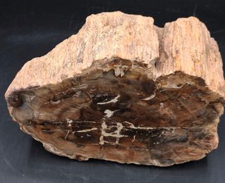 Fragmento Xilopalo Madera Fosil