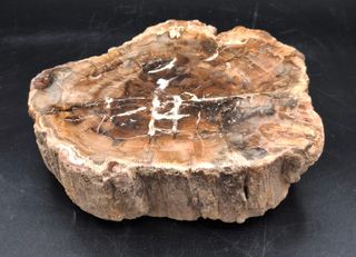 Fragmento Xilopalo Madera Fosil