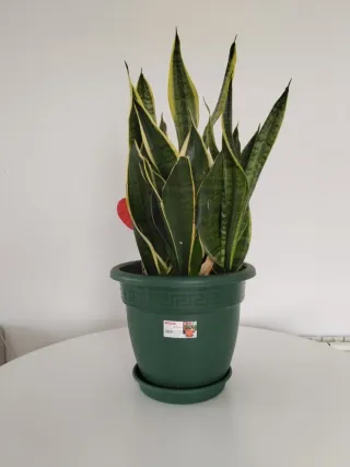 Sansevieria Lengua de Suegra