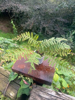 Helecho en maceta