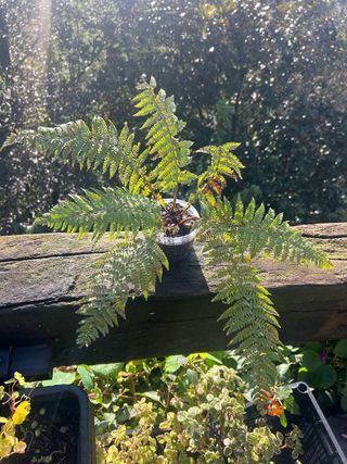 Helecho en maceta