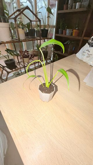 Monstera Burle Max