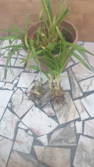 Orquídeas Amarela e Vermelha com Flores