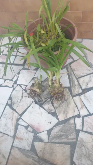 Orquídeas Amarela e Vermelha com Flores