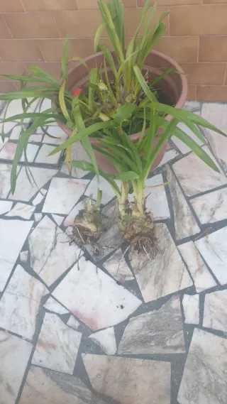 Orquídeas Amarela e Vermelha com Flores