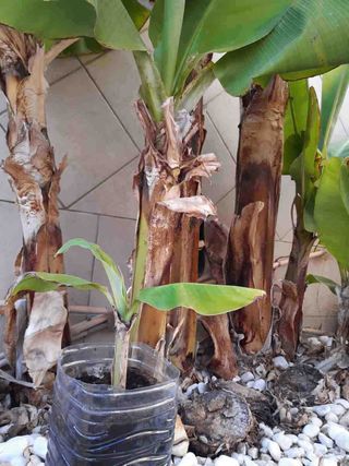 Platanera -planta. Última disponible.