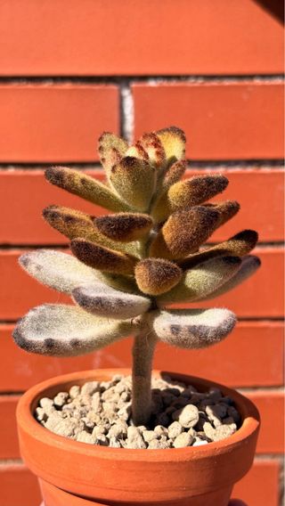 Planta Suculenta Kalanchoe Tomentosa Teddy Bear