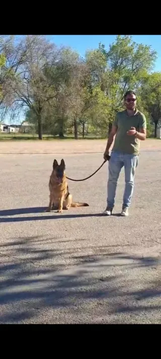 Adiestrador canino profesional