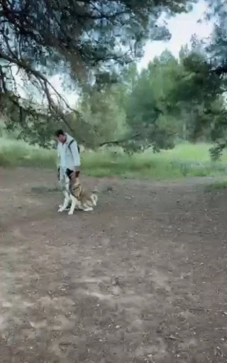 Adiestrador canino profesional