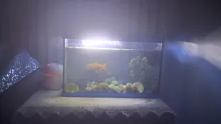 Acuario completo con decoración