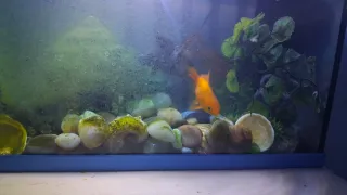 Acuario completo con decoración