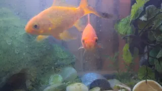 Acuario completo con decoración