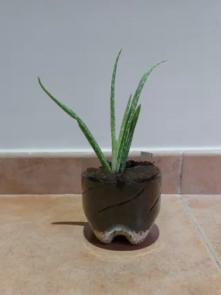 Planta de Aloe Vera