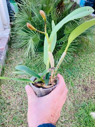 Cattleya floreciendo