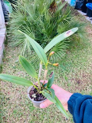 Cattleya floreciendo