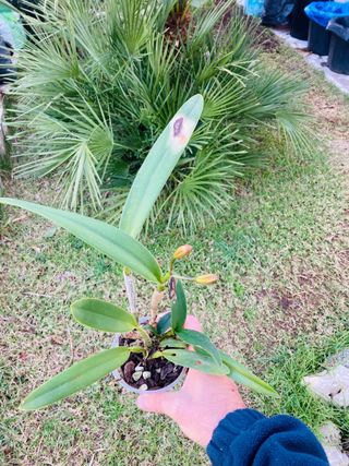 Cattleya floreciendo