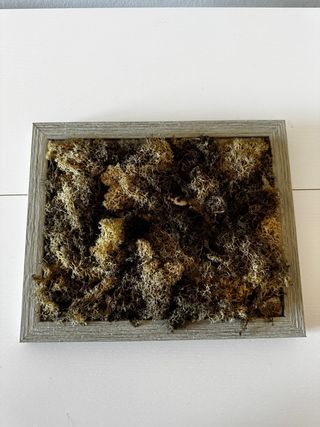 Muschio stabilizzato decorativo