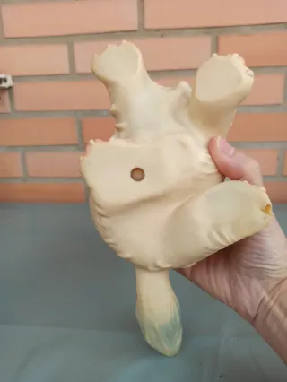 Gato Famosa Vintage Años 60