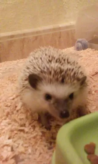 Pantalón moto con protecciones Talla M