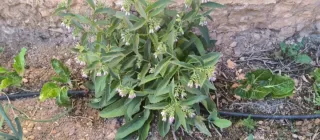 Consuelda Rusa - Pack Semillas