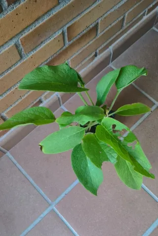 Consuelda Rusa - Pack Semillas