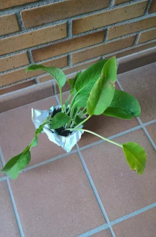 Consuelda Rusa - Pack Semillas